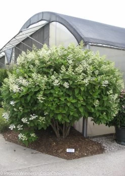 Quick Fire® Hydrangea -Garden Plant Store Larg Quick Fire Hydrangea Shrub With White Flowers 59384.1518386068