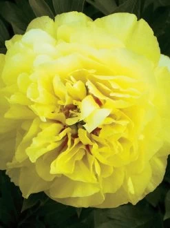 Bartzella Peony -Garden Plant Store Large Bartzella Peony Bloom Up Close 68460.1643997072
