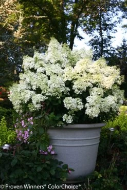 Bobo® Hydrangea -Garden Plant Store Large Bobo Hydrangea in Planter 34387.1517769586