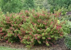 Ghost® Weigela -Garden Plant Store Large Ghost Weigela Shrub Covered in Blooms 95549.1523224712