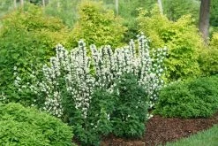 Illuminati Tower® Mock Orange -Garden Plant Store Large Illuminati Tower Mock Orange shrub in the garden 28183.1651248036