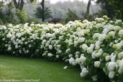 Incrediball® Hydrangea -Garden Plant Store Large Incrediball Hydrangea Hedge With White Flowers 19387.1683833371