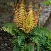 Jurassic Gold Wood Fern -Garden Plant Store Large Jurassic Gold Wood Fern Growing in Garden Planter 01922.1664314672