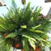 Kimberley Queen Fern -Garden Plant Store Large Kimberley Queen Fern in Hanging Patio Basket 44079.1666885172