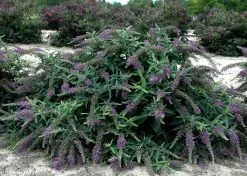 Lo And Behold® Purple Haze Butterfly Bush -Garden Plant Store Large Lo and Behold Purple Haze Buddleia Blooming 75559.1523142902
