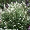 Miss Pearl Butterfly Bush -Garden Plant Store Large Miss Pearl Butterfly Bush Blooming 11744.1684988801