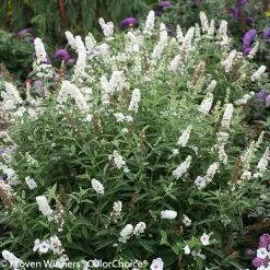 Miss Pearl Butterfly Bush