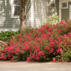 Oso Easy® Cherry Pie Rose -Garden Plant Store Large Oso Easy Cherry Pie Rose Shrub Next To House Blooming 65999.1519343900