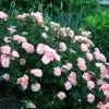 Peach Drift Groundcover Rose 2 Peach Drift Groundcover Rose -Garden Plant Store Large Peach Drift Rose Bush Covered in Flowers Main 92962.1623759588