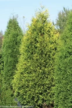 Polar Gold Arborvitae -Garden Plant Store Large Polar Gold Arborvitae Hedge 95155.1523215524