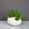 River Rock Planter (Large) -Garden Plant Store Large River Rock Planter with Plants 47088.1655307534