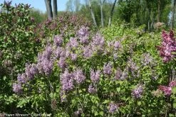 Scentara Double Blue Lilac -Garden Plant Store Large Scentara Double Blue Lilac Shrub Flowering 79429.1523225428