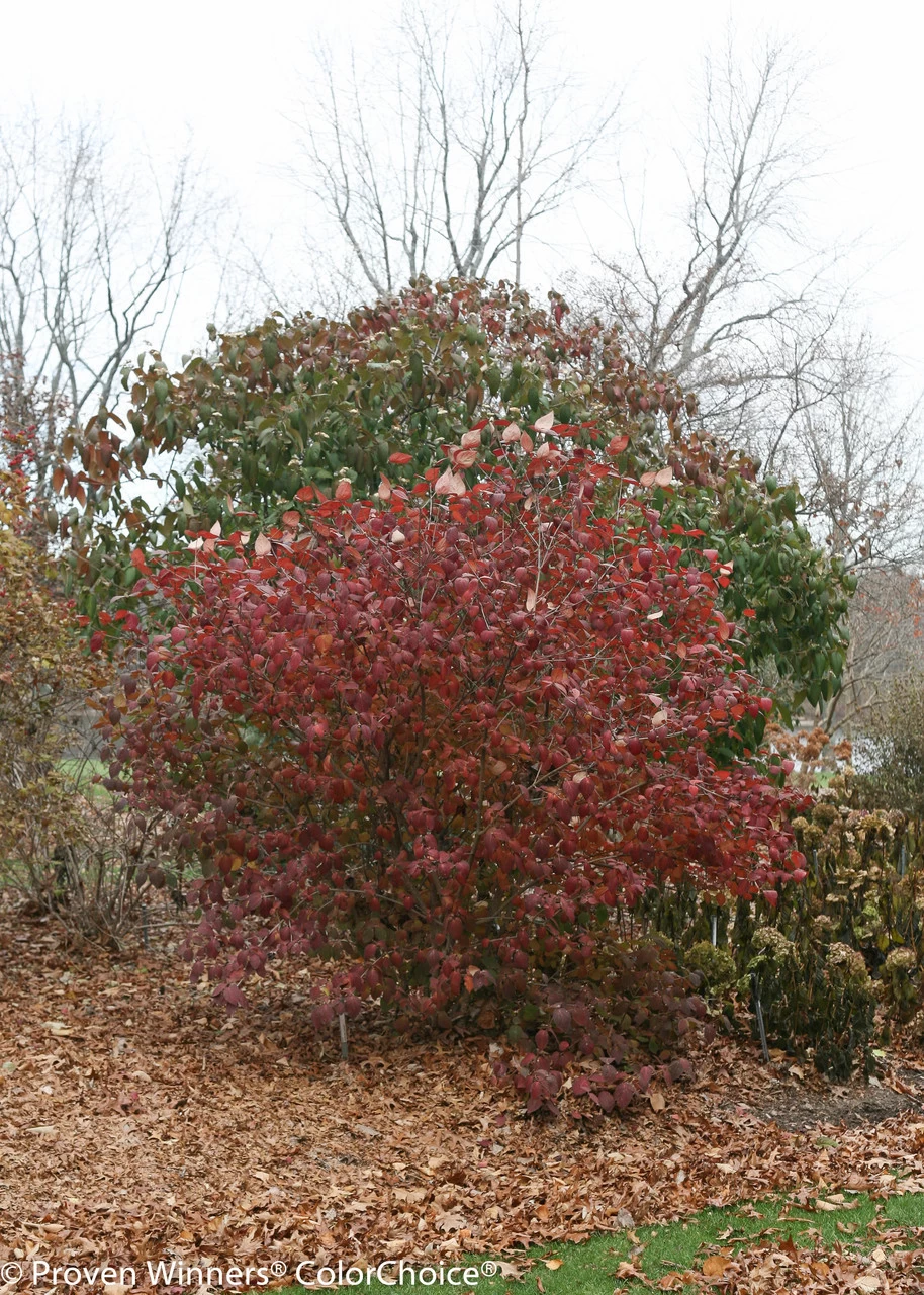 Spice Girl® Viburnum - Image 5