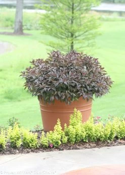 Spilled Wine® Weigela -Garden Plant Store Large Spilled Wine Weigela Growing in Garden Planter 80481.1523226311
