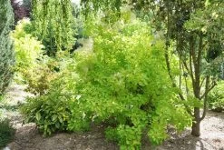 Winecraft Gold® Smokebush -Garden Plant Store Large Winecraft Gold Smokebush Shrub 29489.1611714687