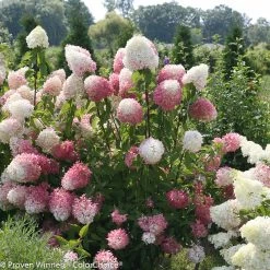 Zinfin Doll® Hydrangea -Garden Plant Store Large Zinfin Doll Hydrangea Shrub with Huge Flowers 74931.1518387155