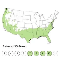 LeAnn Cleyera -Garden Plant Store LeAnn Cleyera growing zones 14583.1640847113