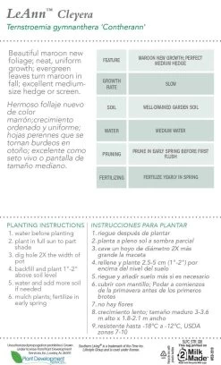 LeAnn Cleyera -Garden Plant Store LeAnn Cleyera plant care information 45125.1640847126