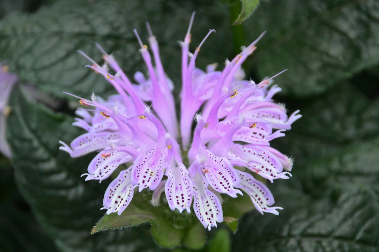 Leading Lady Lilac Bee Balm 4 Leading Lady Lilac Bee Balm - Image 2