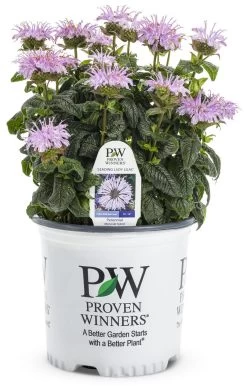 Leading Lady Lilac Bee Balm 13 Leading Lady Lilac Bee Balm -Garden Plant Store Leading Lady Lilac Bee Balm in Proven Winners Pot 25165.1551416732