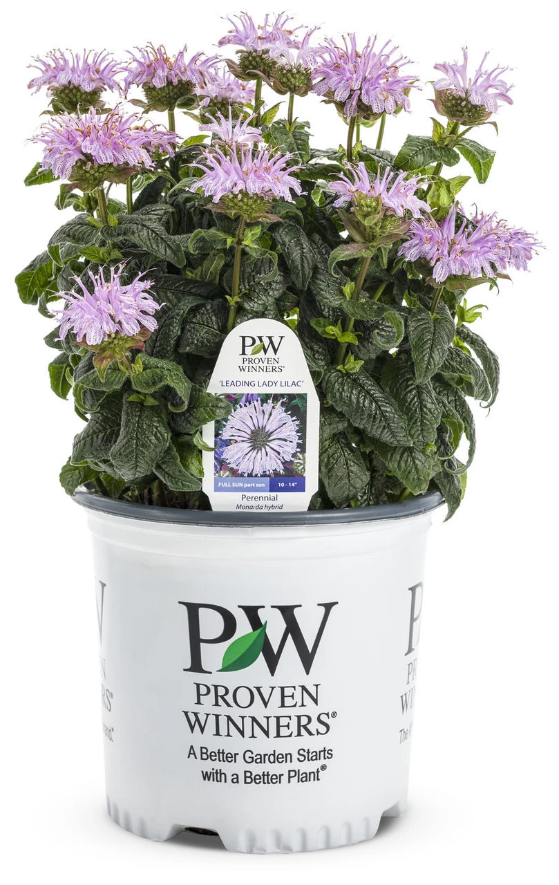 Leading Lady Lilac Bee Balm 8 Leading Lady Lilac Bee Balm - Image 6