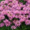Leading Lady Pink Bee Balm -Garden Plant Store Leading Lady Pink Monarda Flower 50850.1640234277
