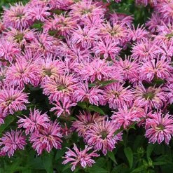 Leading Lady Pink Bee Balm