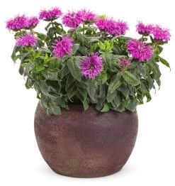 Leading Lady Plum Bee Balm -Garden Plant Store Leading Lady Plum Bee Balm Blooming in Pot 19528.1551416728