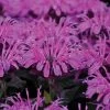 Leading Lady Plum Bee Balm