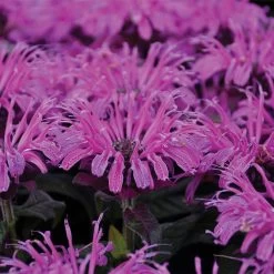Leading Lady Plum Bee Balm