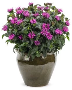 Leading Lady Plum Bee Balm -Garden Plant Store Leading Lady Plum Bee Balm in Container 16756.1551416728