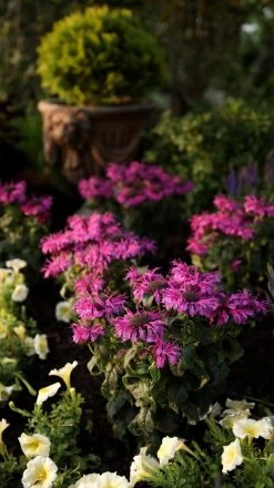 Leading Lady Plum Bee Balm -Garden Plant Store Leading Lady Plum Bee Balm in Perennial Garden 66840.1551416728