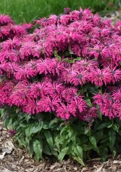 Leading Lady Razzberry Bee Balm 7 Leading Lady Razzberry Bee Balm -Garden Plant Store Leading Lady Razzberry Monarda flowering 44855.1640234799