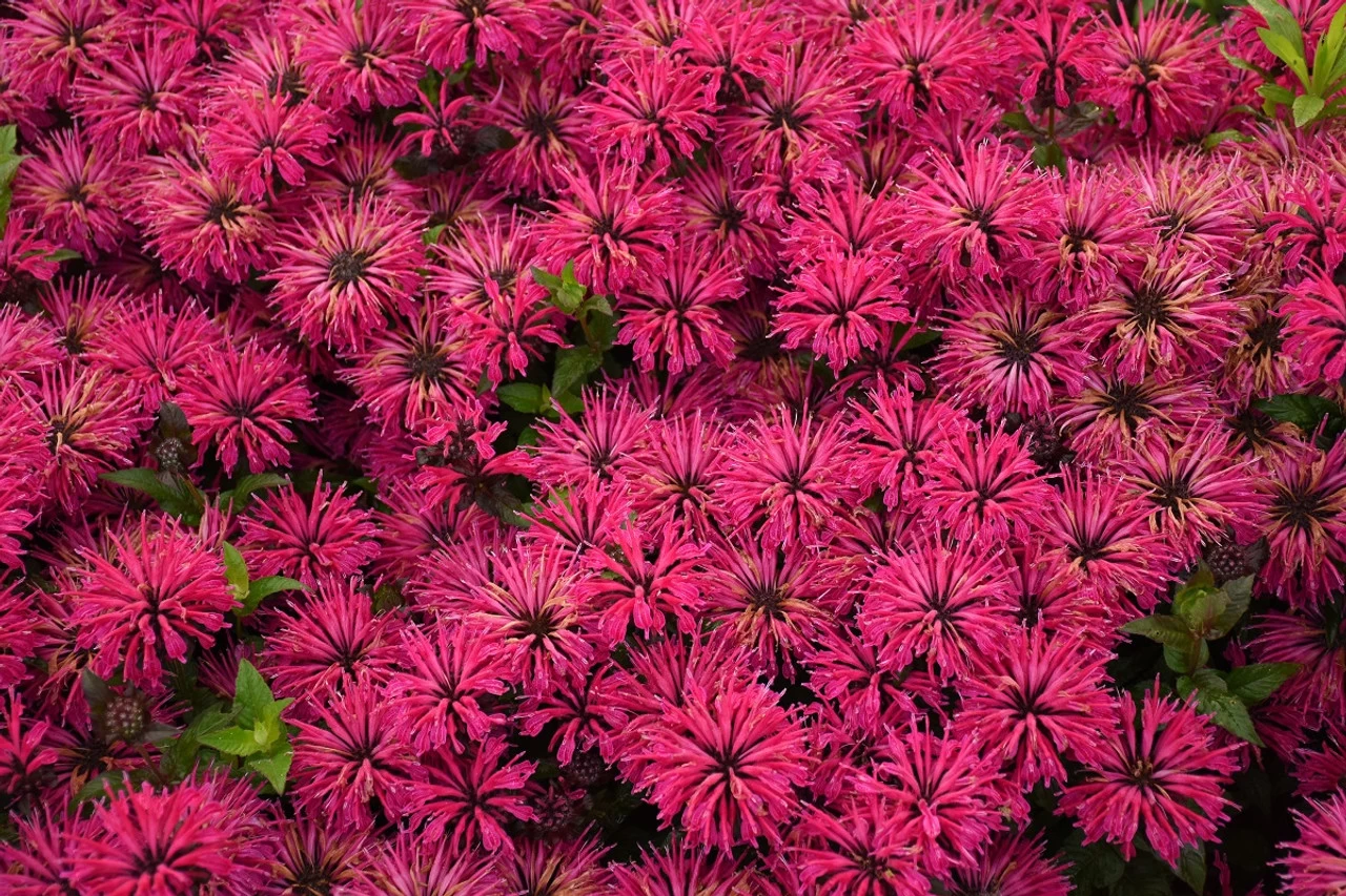 Leading Lady Razzberry Bee Balm 4 Leading Lady Razzberry Bee Balm - Image 2