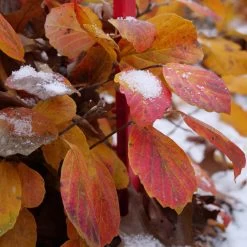 Legend Of The Fall® Bottlebrush