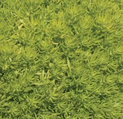 Lemon Coral® Sedum -Garden Plant Store Lemon Coral Sedum Leaves 77302.1609992351