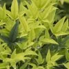 Lemon Lime Nandina -Garden Plant Store Lemon Lime Nandina Foliage Leaves 92278.1642405301