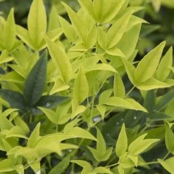 Lemon Lime Nandina