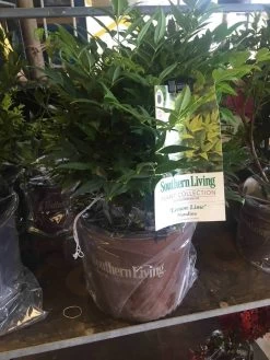 Lemon Lime Nandina -Garden Plant Store Lemon Lime Nandina in garden planter 33602.1640847438