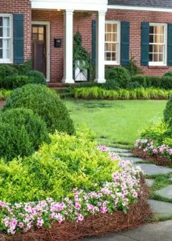 Lemon Lime Nandina -Garden Plant Store Lemon Lime Nandina in the garden 45141.1640847432