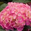 Let's Dance® Big Easy® Hydrangea -Garden Plant Store Lets Dance Big Easy Hydrangea compressor 00892.1517166453