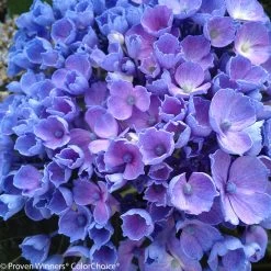 Let's Dance® Rhythmic Blue® Hydrangea