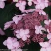 Let's Dance® Starlight Hydrangea 1 Let's Dance® Starlight Hydrangea -Garden Plant Store Lets Dance Starlight Hydrangea compressor1 11507.1517166599