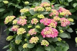 Let's Dance Big Band® Hydrangea -Garden Plant Store Lets Dance Big Band Hydrangea Shrubs Blooming 32378.1611597754