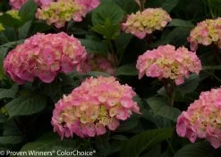 Let's Dance® Big Easy® Hydrangea -Garden Plant Store Lets Dance Big Easy Hydrangea Flowers and Foliage 34101.1517773000