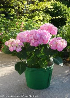 Let's Dance® Big Easy® Hydrangea -Garden Plant Store Lets Dance Big Easy Hydrangea in Garden Planter 69150.1517773042