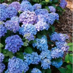 Let's Dance® Lovable Hydrangea -Garden Plant Store Lets Dance Lovable Hydrangea Blooming 67023.1675090842