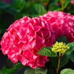 Let's Dance® Lovable Hydrangea