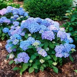 Let's Dance® Lovable Hydrangea -Garden Plant Store Lets Dance Lovable Hydrangea Growing in the Yard 80306.1675090839