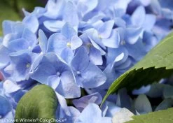 Let's Dance® Rhythmic Blue® Hydrangea -Garden Plant Store Lets Dance Rhythmic Blue Hydrangea Flower Pedals 86729.1518060051